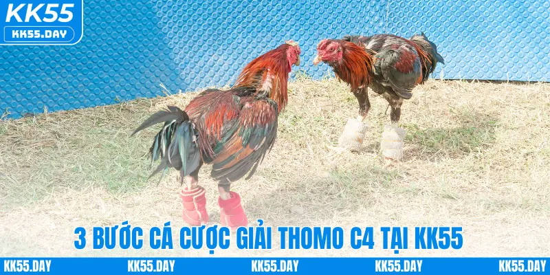 Đá Gà Thomo C4 – Sân Chơi Hấp Dẫn Dành Cho Người Mê Cá Cược 3 3 bước cá cược giải Thomo C4 tại KK55