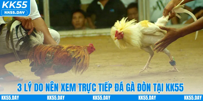 Xem Trực Tiếp Đá Gà Đòn Full HD Sắc Nét Ngay Tại KK55 1 3 lý do nên xem trực tiếp đá gà đòn tại KK55