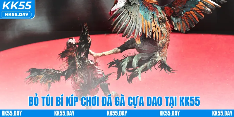 Đá Gà Cựa Dao Thomo – Tham Gia Trận Đấu Kịch Tính Tại KK55 4 Bỏ túi bí kíp chơi đá gà cựa dao tại KK55