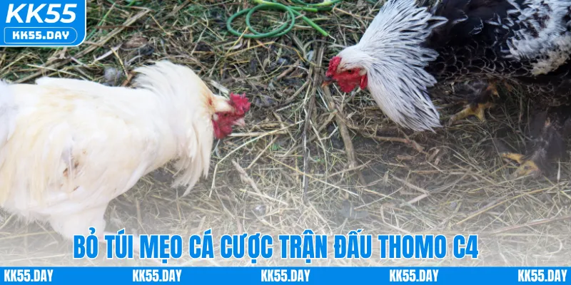 Đá Gà Thomo C4 – Sân Chơi Hấp Dẫn Dành Cho Người Mê Cá Cược 4 Bỏ túi mẹo cá cược trận đấu Thomo C4