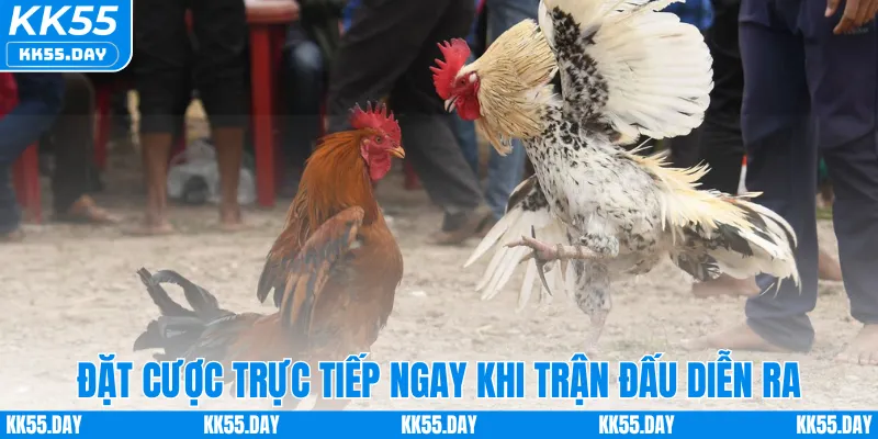 Xem Trực Tiếp Đá Gà Đòn Full HD Sắc Nét Ngay Tại KK55 3 Đặt cược trực tiếp ngay khi trận đấu diễn ra