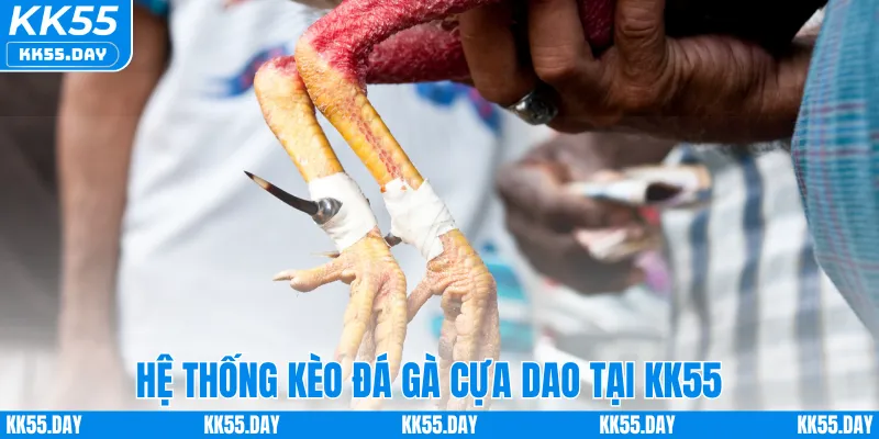 Đá Gà Cựa Dao Thomo – Tham Gia Trận Đấu Kịch Tính Tại KK55 3 Hệ thống kèo đá gà cựa dao tại KK55