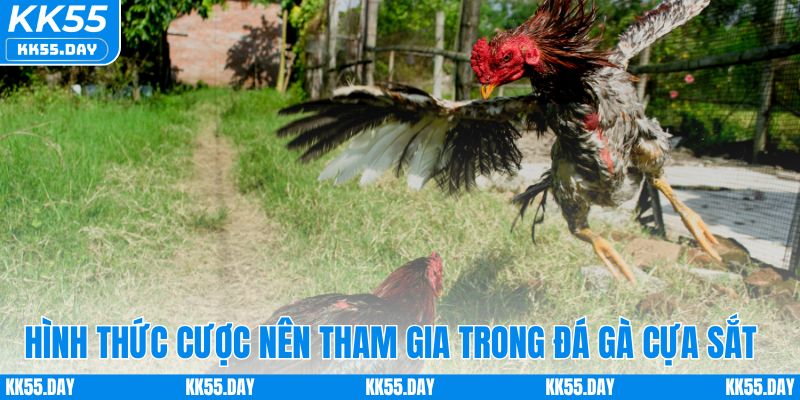 Luật Chơi Đá Gà Cựa Sắt Chi Tiết Và Cách Cược Dễ Hiểu 4 Hình thức cược nên tham gia trong đá gà cựa sắt