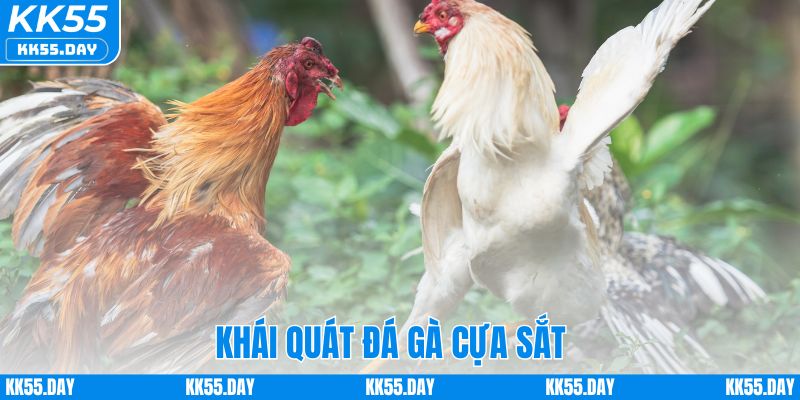 Luật Chơi Đá Gà Cựa Sắt Chi Tiết Và Cách Cược Dễ Hiểu 1 Khái quát đá gà cựa sắt