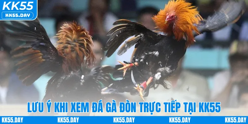 Xem Trực Tiếp Đá Gà Đòn Full HD Sắc Nét Ngay Tại KK55 4 Lưu ý khi xem đá gà đòn trực tiếp tại KK55