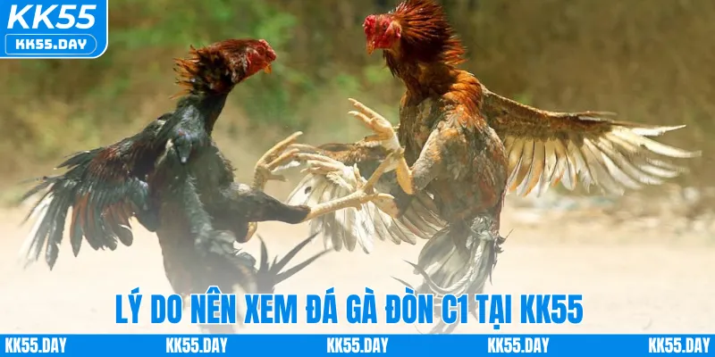 Đá Gà Đòn C1 – Khám Phá Sân Chơi Đỉnh Cá Cược Cao Tại KK55 2 Lý do nên xem đá gà đòn C1 tại KK55