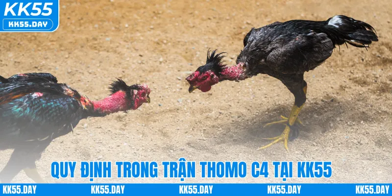 Đá Gà Thomo C4 – Sân Chơi Hấp Dẫn Dành Cho Người Mê Cá Cược 2 Quy định trong trận Thomo C4 tại KK55