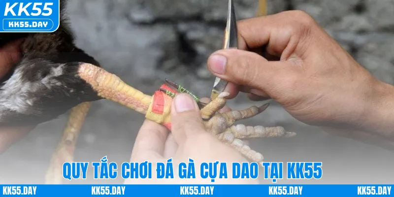 Đá Gà Cựa Dao Thomo – Tham Gia Trận Đấu Kịch Tính Tại KK55 2 Quy tắc chơi đá gà cựa dao tại KK55