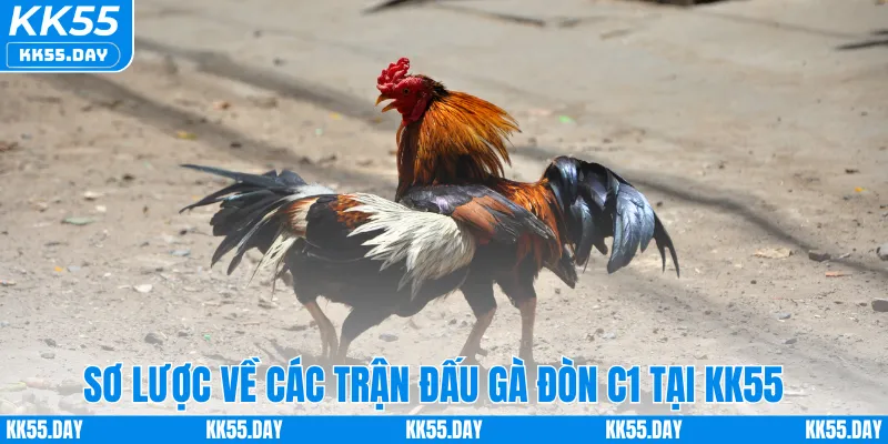 Đá Gà Đòn C1 – Khám Phá Sân Chơi Đỉnh Cá Cược Cao Tại KK55 1 Sơ lược về các trận đấu gà đòn C1 tại KK55