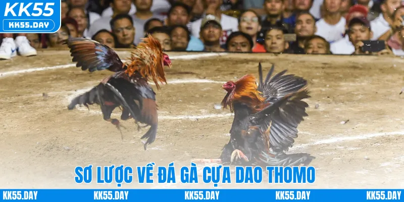Đá Gà Cựa Dao Thomo – Tham Gia Trận Đấu Kịch Tính Tại KK55 1 Sơ lược về đá gà cựa dao Thomo