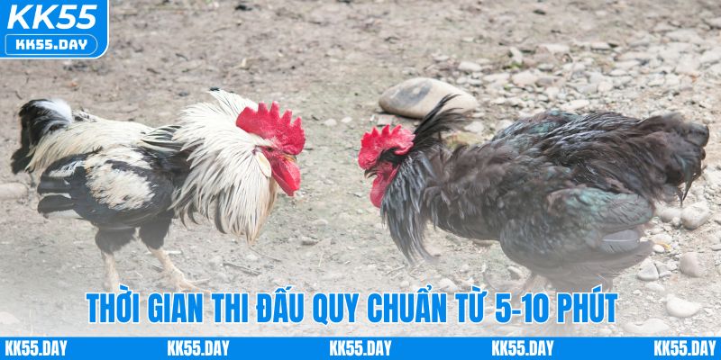 Luật Chơi Đá Gà Cựa Sắt Chi Tiết Và Cách Cược Dễ Hiểu 2 Thời gian thi đấu thường trong khoảng từ 5-10 phút