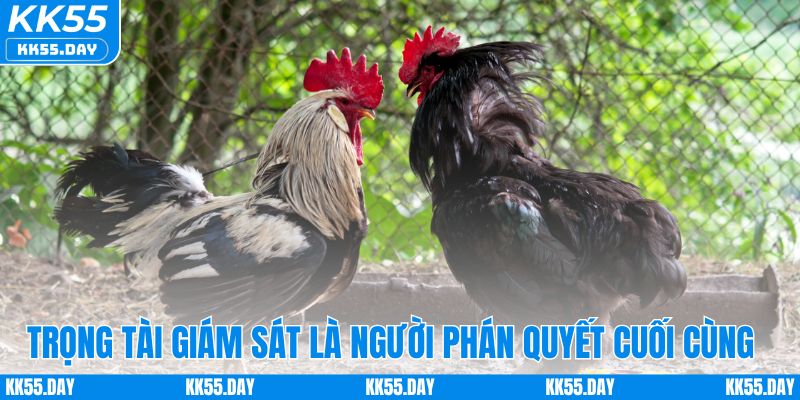 Luật Chơi Đá Gà Cựa Sắt Chi Tiết Và Cách Cược Dễ Hiểu 3 Trọng tài giám sát là người phán quyết cuối cùng