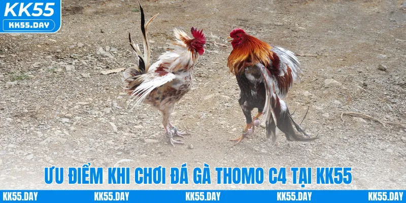 Đá Gà Thomo C4 – Sân Chơi Hấp Dẫn Dành Cho Người Mê Cá Cược 1 Ưu điểm khi chơi đá gà Thomo C4 tại KK55